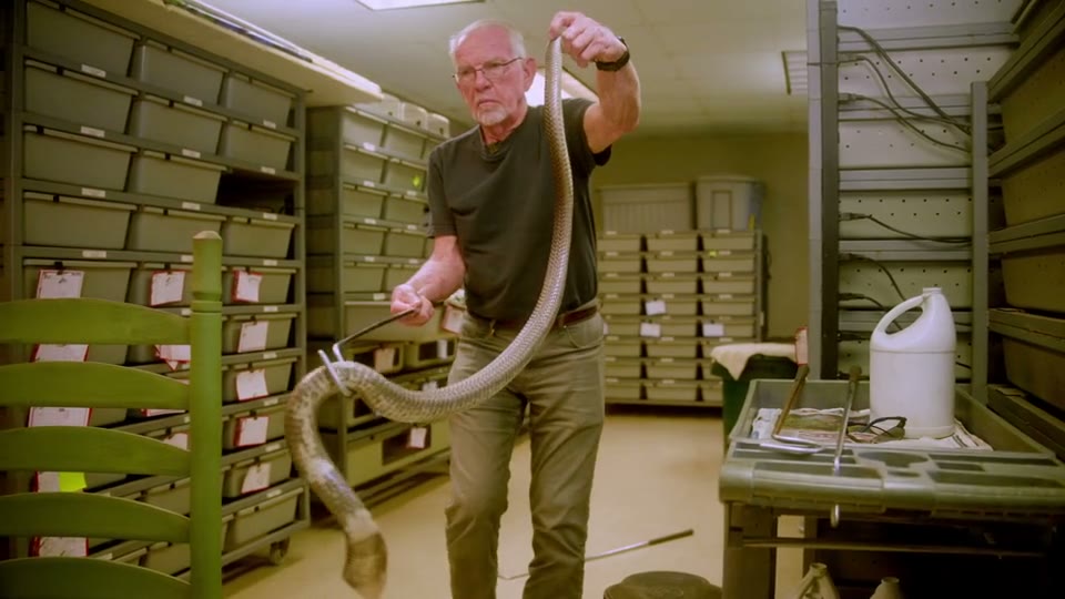 Reptiles kept and bred by the Culebra Connect community