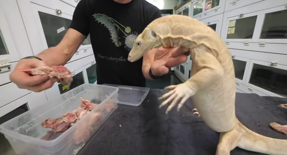 Reptiles kept and bred by the Culebra Connect community