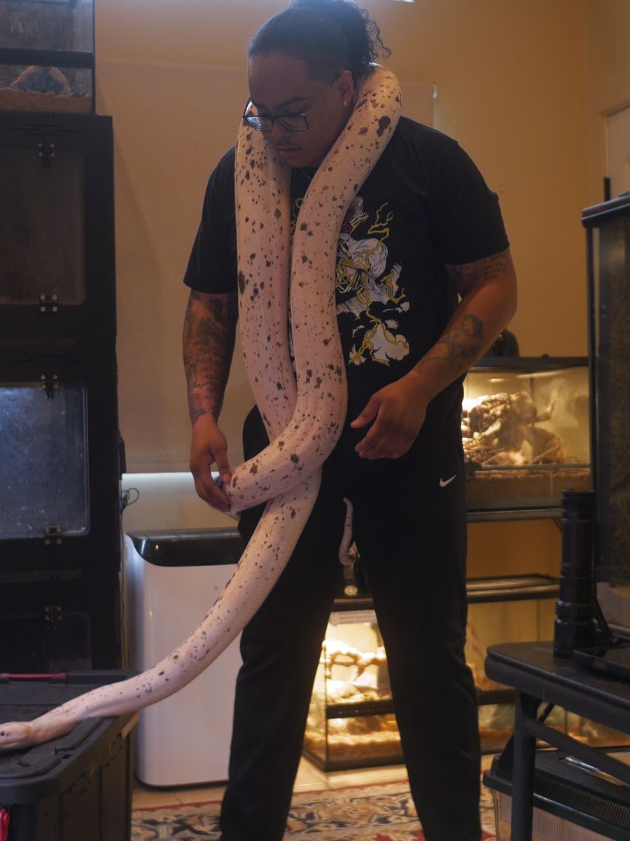 Morph Genetics 101