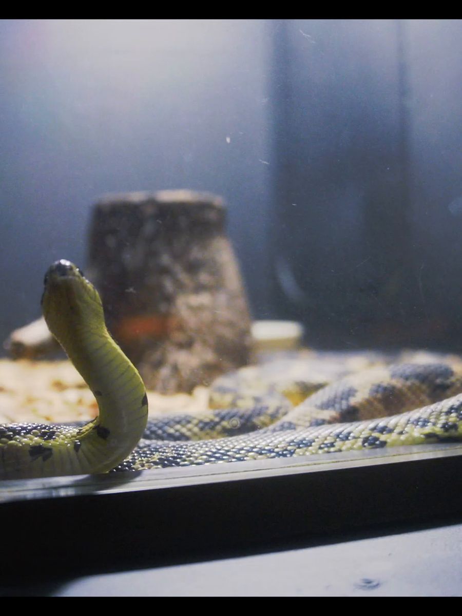 The Art of Keeping Reptiles