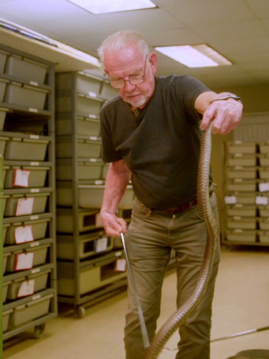 Venomous Field Study