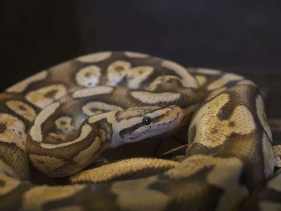 Egg pull: Pied × Pied — live with Stacy