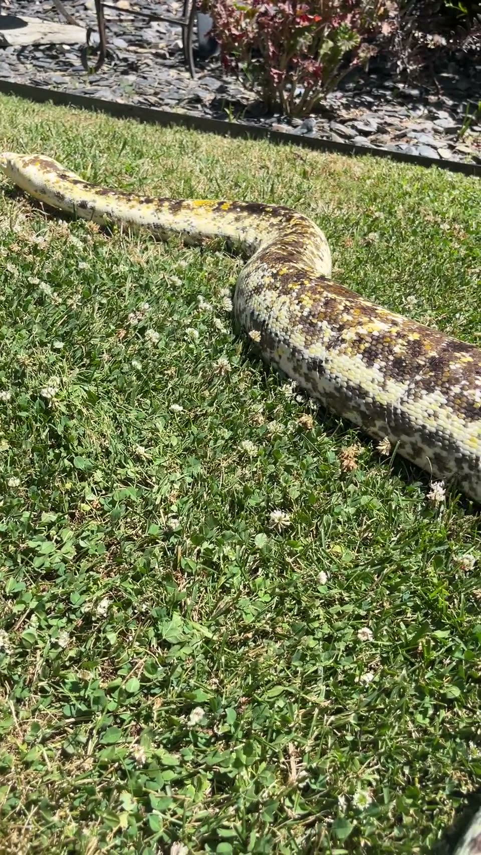 Reptiles kept and bred by the Culebra Connect community