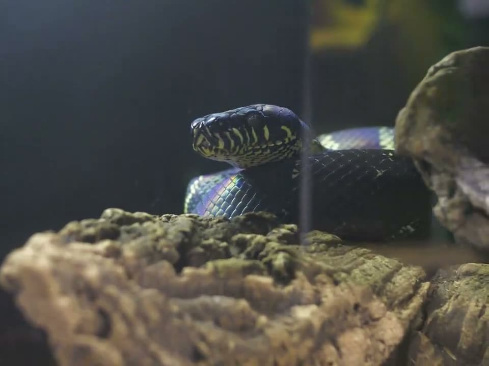 Scrub Pythons in Captivity