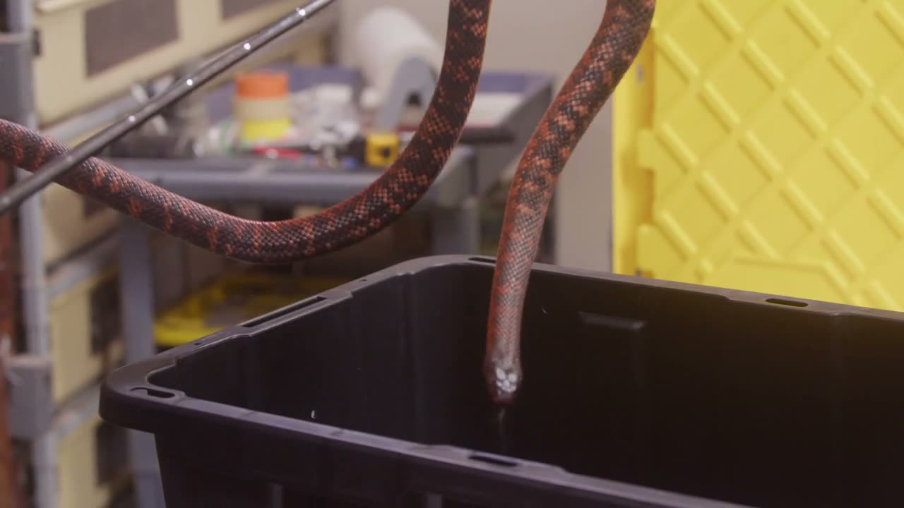 Reptiles kept and bred by the Culebra Connect community