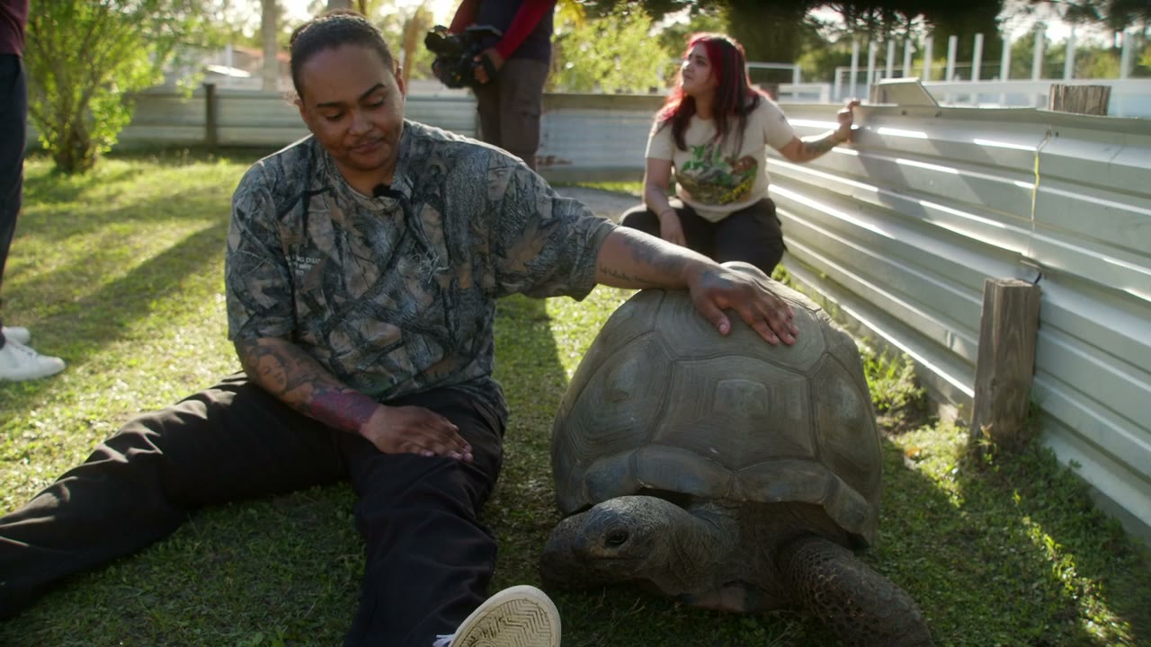 Reptiles kept and bred by the Culebra Connect community