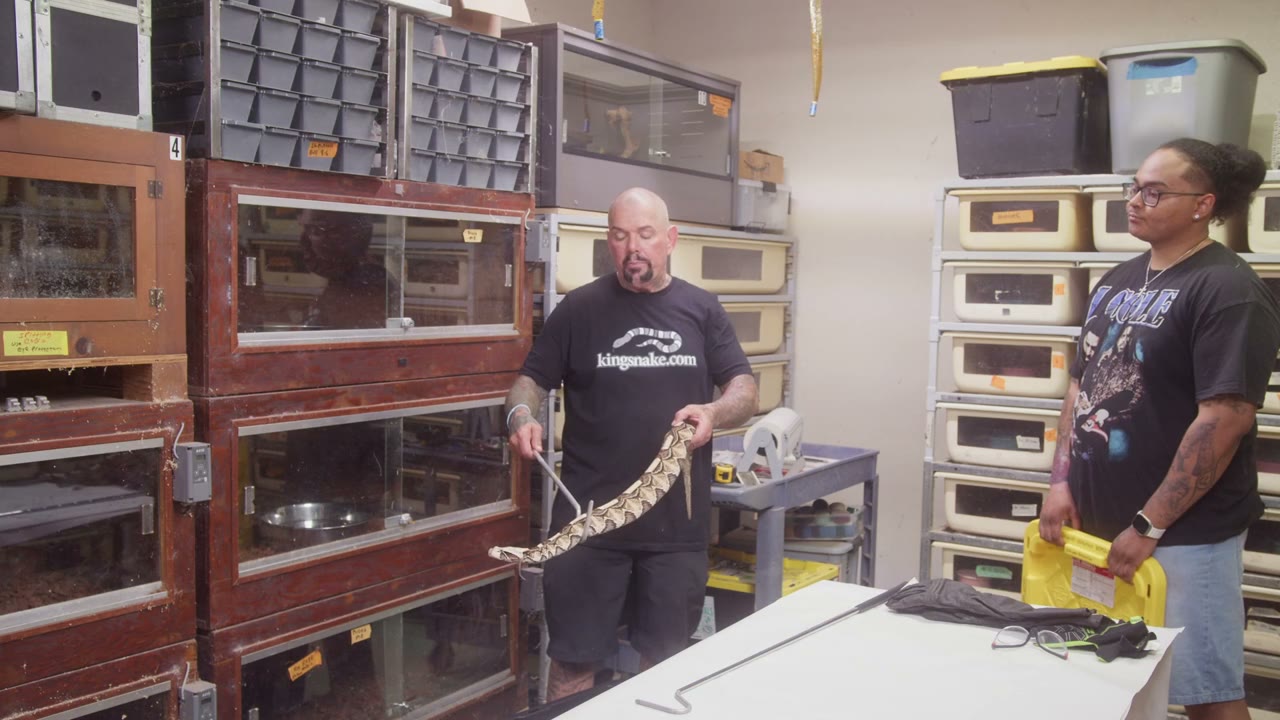 Reptiles kept and bred by the Culebra Connect community