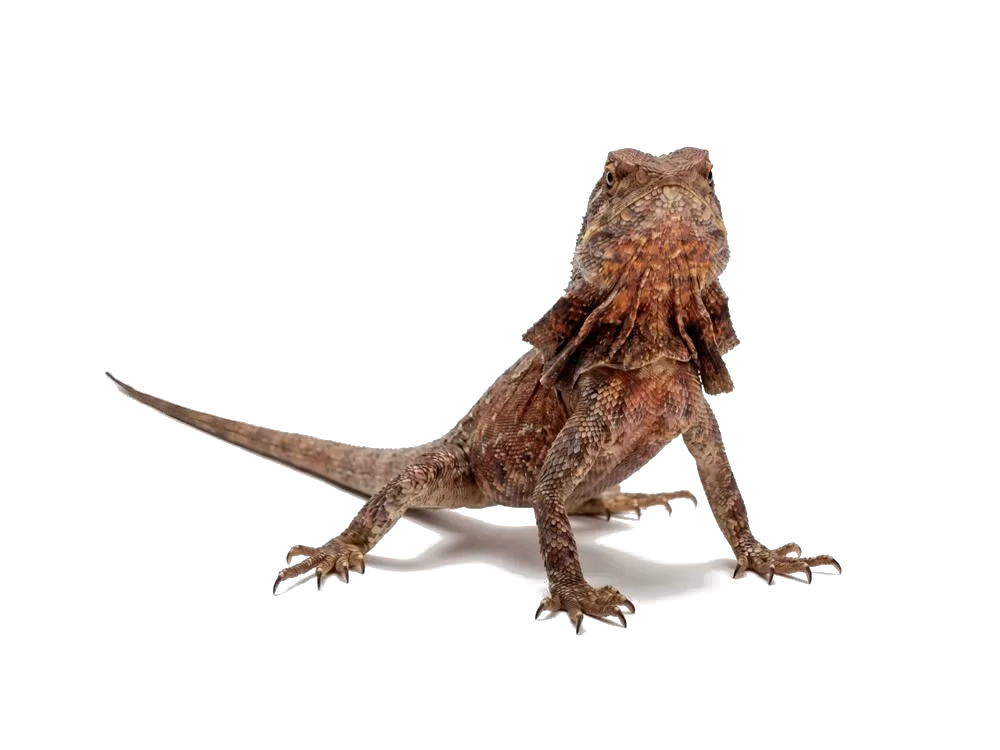 Lily White Crested Gecko