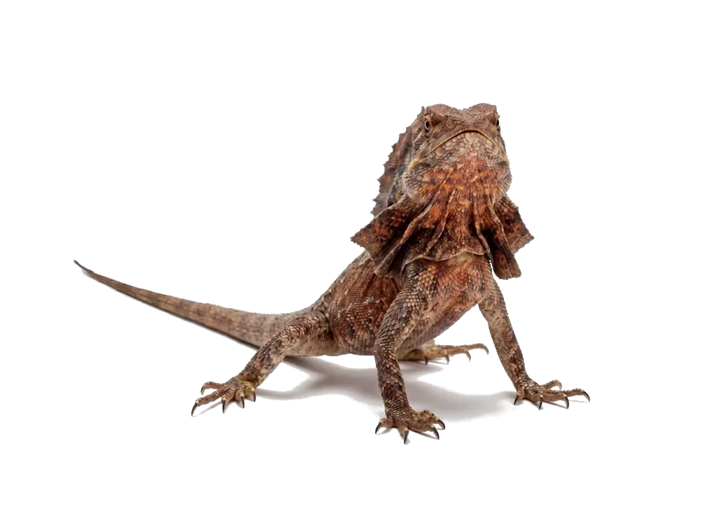 Geckos